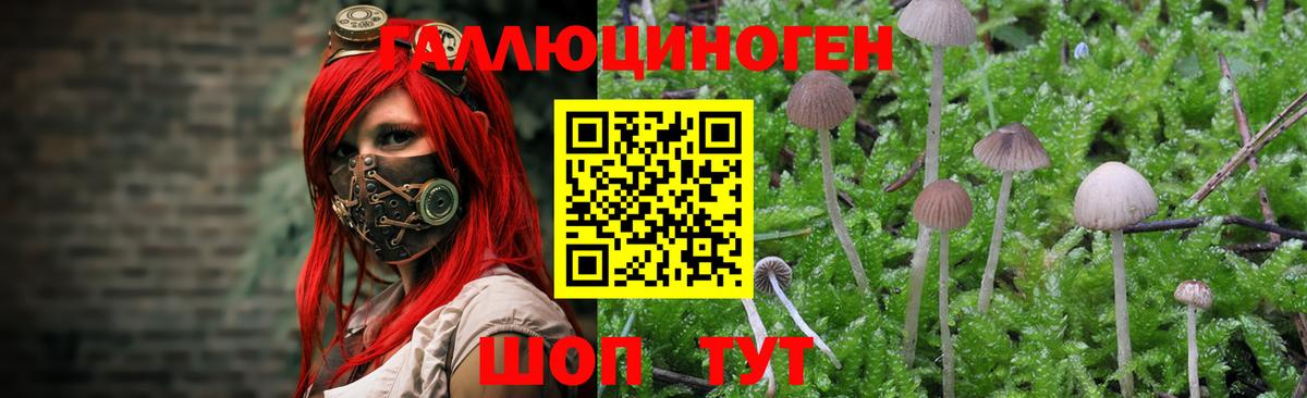 Гатчина  Галлюциногенные грибы ЛСД  Вход с VPN 